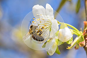 Bee Anthophila during the harvest of cherry tree Cerasus nectar photo
